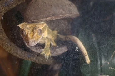 Geckos kaufen und verkaufen Foto: Kronengecko Morph: Extreme Harlequin geb. 06.08.2023