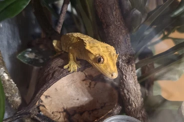 Geckos kaufen und verkaufen Foto: Kronengecko Morph: Tiger rot/dunkel geb. 14.10.2023