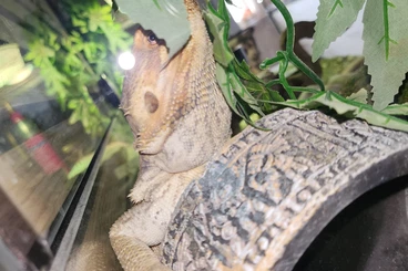 Echsen  kaufen und verkaufen Foto: Redhead Bartagame mit Terrarium