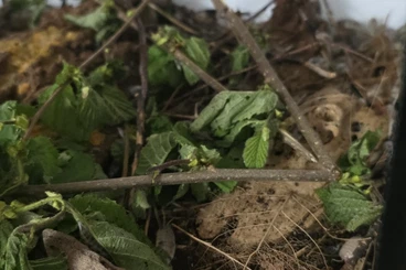 Krebstiere terrestrisch  kaufen und verkaufen Foto: Pandaasseln mit Terrarium