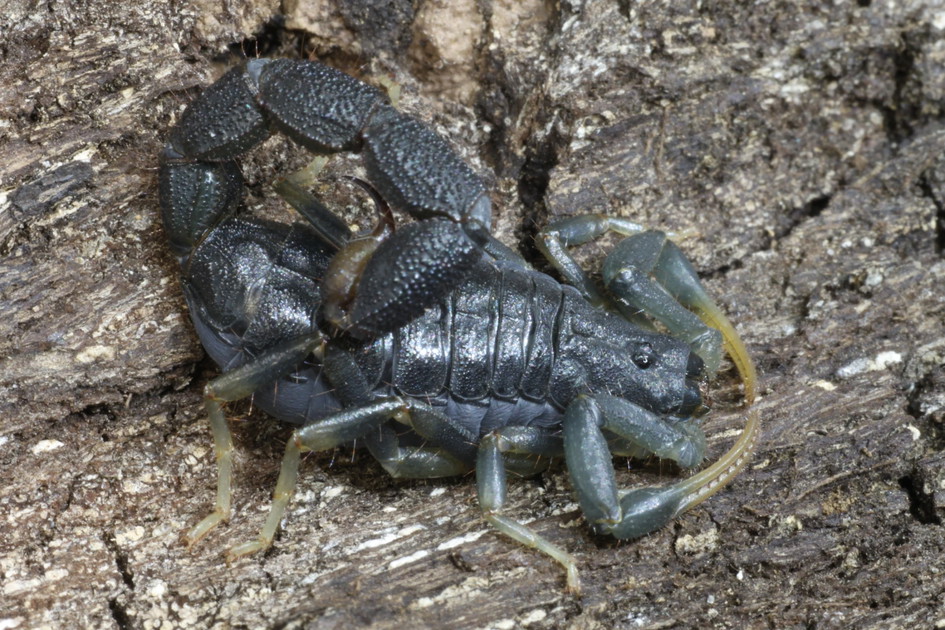 Rare scorpions,tarantulas,true spiders and more for Hamm.20% discount ...