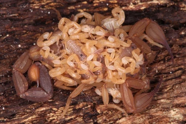 Spiders and Scorpions kaufen und verkaufen Photo: LAST MINUTE FOR HAMM! Scorpions, tarantulas and more!