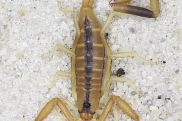 Spinnen und Skorpione kaufen und verkaufen Foto: Rare scorpions, tarantulas and more. Preorders for shipping started!