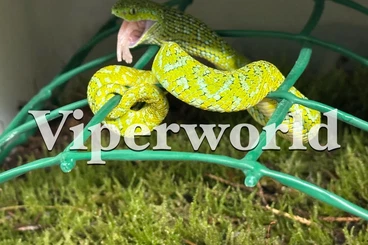 Giftschlangen kaufen und verkaufen Foto: Some nice Pitvipers for Hamm March Venomous Room