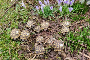 Landschildkröten kaufen und verkaufen Foto: Griechische Landschildkröten THB von 2025