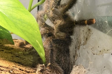 - bird spiders kaufen und verkaufen Photo: 0.1 Avicularia Rufa „Brazil „