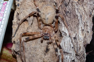 Spiders and Scorpions kaufen und verkaufen Photo: Nachzuchten abzugeben für Börsen, Selbstabholung oder Versand :