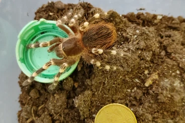 Spiders and Scorpions kaufen und verkaufen Photo: 24 Vogelspinnen Komplett ink Versand für nur 250€ €