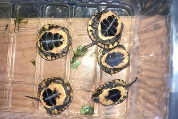 Schildkröten  kaufen und verkaufen Foto: 0.0.2 Clemmys guttata NZ 2025