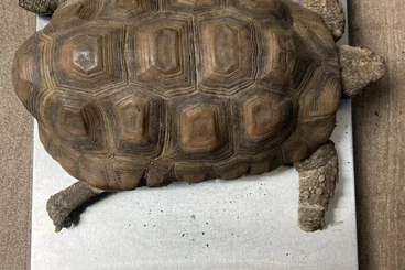 Schildkröten  kaufen und verkaufen Foto: 2.0 Kinixys nogueyi NZ 2020