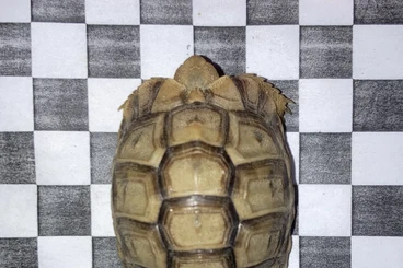 Turtles and Tortoises kaufen und verkaufen Photo: ENZ Clemmys guttata und  Testudo kleinmanni