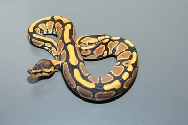 Königspythons kaufen und verkaufen Foto: nur bei Reservierung für Hamm - Weihnachtsspezial Angebote !