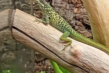 Lizards kaufen und verkaufen Photo: 1,0 Anolis roquet summus Gros Morne