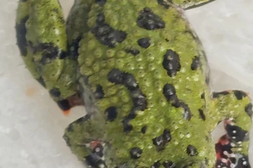 frogs kaufen und verkaufen Photo: Chinesische Rotbauchunken