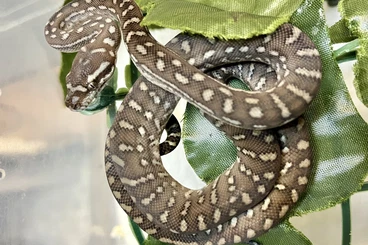 Snakes kaufen und verkaufen Photo: Morelia bredli - Centralian Carpet Python