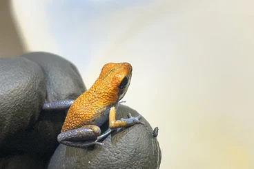 Pfeilgiftfrösche kaufen und verkaufen Foto: 1.0 Oophaga escudo für Hamm am Samstag