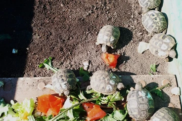 Tortoises kaufen und verkaufen Photo: Griechische Landschildkröten