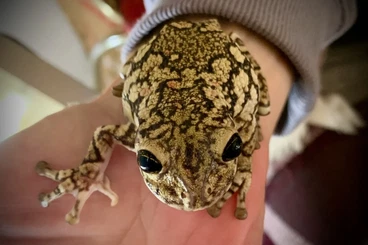 Frösche  kaufen und verkaufen Foto: Trachycephalus nigromaculatus nz 24