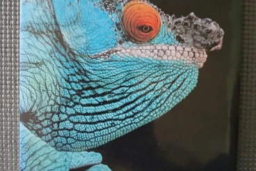 Books & Magazines kaufen und verkaufen Photo: Masters of Disguise  Book for Hamm show