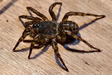 Spiders and Scorpions kaufen und verkaufen Photo: For Prague fair 7.2. spiders and tarantulas and Siliquofera grandis