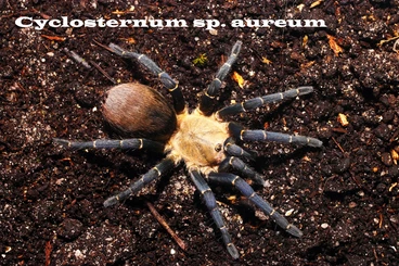 Spinnen und Skorpione kaufen und verkaufen Foto: Hamm, March 14th - last-minute pairs & females