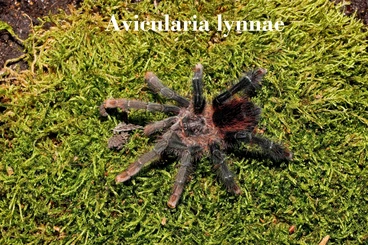 Spinnen und Skorpione kaufen und verkaufen Foto: Hamm, last-minute Avicularia lynnae (subadult) males & females