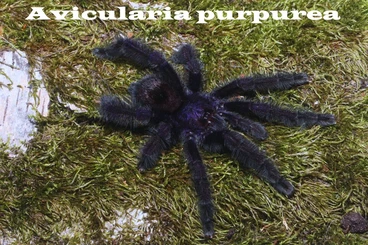 Spinnen und Skorpione kaufen und verkaufen Foto: Hamm, March 14th - males offer & wantlist