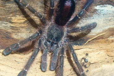 Spiders and Scorpions kaufen und verkaufen Photo: Ybyrapora gamba cb 02/26 for Hamm, March 14th