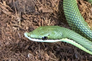Colubrids kaufen und verkaufen Photo: NZ.25 O.purpurascens , P.baroni , E.climacophora albino, L.t. gaigeae