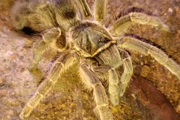 - bird spiders kaufen und verkaufen Photo: 1,0 E. pachypus für Hamm Weinstadt  Houten oder Abholung Umkreis