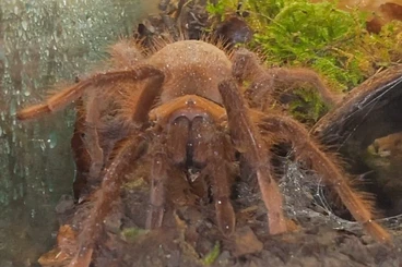 - bird spiders kaufen und verkaufen Photo: Abholung in TÜBINGEN oder Versand