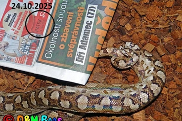 Snakes kaufen und verkaufen Photo: 1,1 Argentine Rainbow Boa (Epicrates cenchria alvarezi)