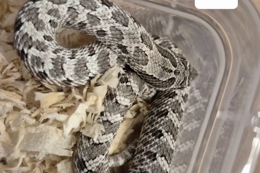 Snakes kaufen und verkaufen Photo: Hakennasennattern Heterodon nasicus Eigene Nachzuchten 2023/2024