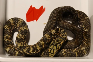 Snakes kaufen und verkaufen Photo: Spilotes pullatus and elaphe carinata