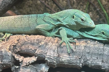 Monitor lizards kaufen und verkaufen Photo: Varanus Prasinus jayapura