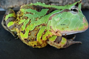 frogs kaufen und verkaufen Photo: Megophrys nasuta,Ceratophrys cornuta