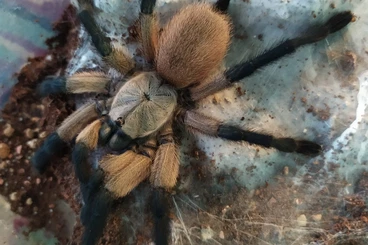 Vogelspinnen kaufen und verkaufen Foto: 0.4 Monocentropus balfouri Adult females