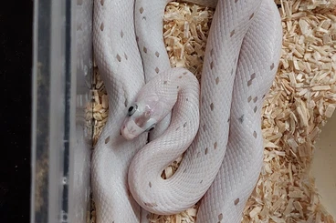 Schlangen kaufen und verkaufen Foto: Cornsnakes breeding Groups