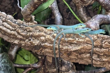 andere Echsen kaufen und verkaufen Foto: Gastroholis prasina for Hamm