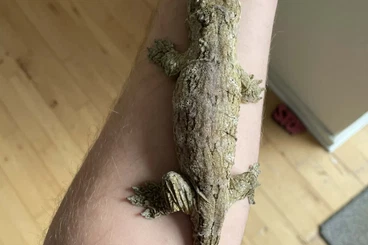 Geckos kaufen und verkaufen Foto: Last call leaving friday morning.