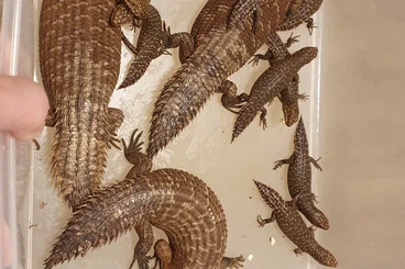 Lizards kaufen und verkaufen Photo: Egernia for Hamm December