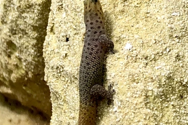 Geckos kaufen und verkaufen Photo: Biete diverse Nachzuchten Hamm !