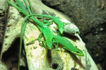 Echsen  kaufen und verkaufen Foto: Smaragd-Langschwanzeidechse (Takydromus smaragdinus) DNZ