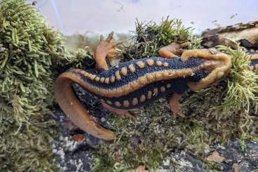 frogs kaufen und verkaufen Photo: Amphibien aus ganzjähriger Freilandhaltung