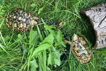 Schildkröten  kaufen und verkaufen Foto: Hamm 13.12.