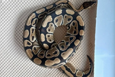 Königspythons kaufen und verkaufen Foto: 0.1 Python regius 100DH clown/genetic stripe cb 2024