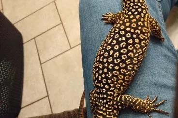 Warane kaufen und verkaufen Foto: - reserviert - 0.0.3 Varanus acanthurus 10/2025