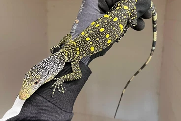Lizards kaufen und verkaufen Photo: Varanus salvadorii Croc-Monitors
