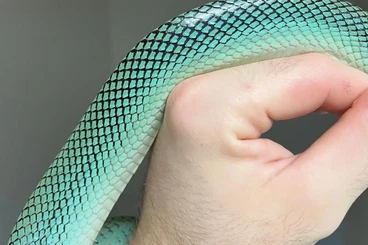 Schlangen kaufen und verkaufen Foto: Gonyosoma oxycephala BLUE