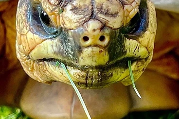 Tortoises kaufen und verkaufen Photo: Astrochelys radiata Geochelone radiata